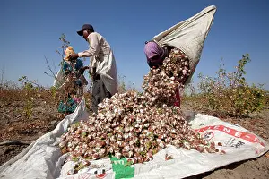 Nilgri: Cotton Plant workers harvesting cotton