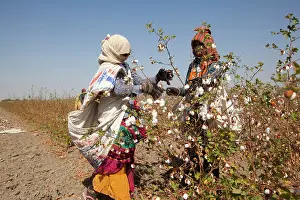 Nilgri: Cotton Plant workers harvesting cotton