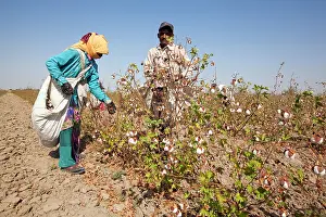 Worker: Cotton Plant workers harvesting cotton