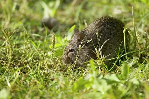Hispidus: Cotton Rat - feeding in grassland