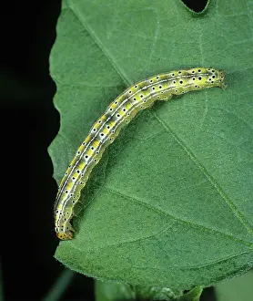 Gossypium: Cotton semi-looper caterpillar