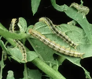 Caterpillars: Cotton semi-looper caterpillars