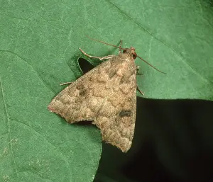 Cotton: Cotton semi-looper Moth