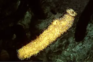 Echinoderms: Cotton spinner SEA CUCUMBER