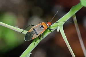Cotton: Cotton Stainer Bug on stem - West Bali National Park, near M