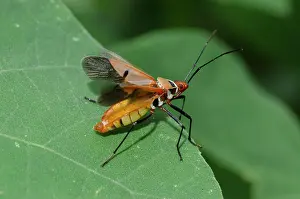 Cotton: Cotton Stainer Bug taking off - West Bali National Park, nea