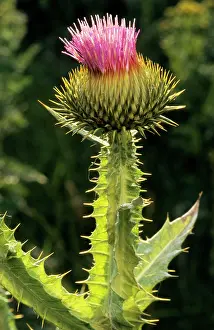Acanthium: Cotton Thistle
