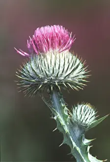 David C Dixon: COTTON THISTLE - close-up of flower