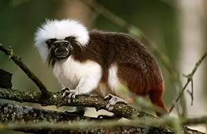 Cotton: Cotton-Top / Cotton-head TAMARIN - in tree