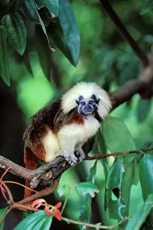 Tamarins: Cotton-top Tamarin