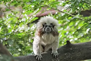 Tamarins: Cotton-top Tamarin