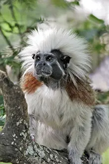 Tamarins: Cotton-top Tamarin