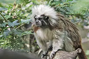 Tamarins: Cotton-top Tamarin