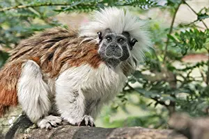 Tamarins: Cotton-top Tamarin