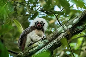 Tamarins: Cotton-top Tamarin, red face from nectar of flower