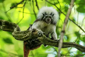 Tamarins: Cotton-top Tamarin, red face from nectar of flower