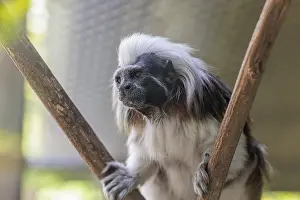 Tennessee: Cotton-top tamarin (Saguinus oedipus) at the Chattanooga Zoo in Chattanooga