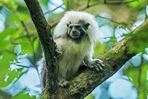 Tamarins: Cotton-top Tamarin, Tayrona National Park, Colombia