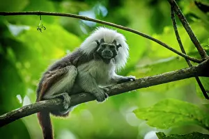 Tamarins: Cotton-top Tamarin, Tayrona National Park, Colombia