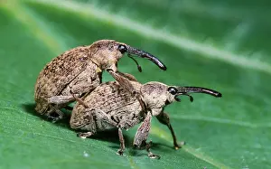 Grandis: Cotton Weevil - pair mating