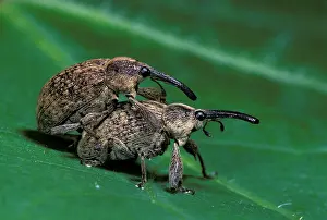Weevils: Cotton Weevil - pair mating