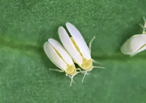 Homoptera: Cotton Whiteflies