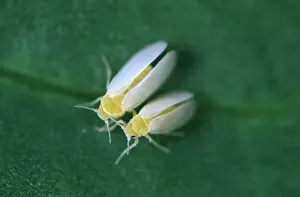 Cotton: Cotton whitefly