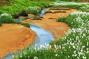 Thermal: Cottongrass (Eriophorum) in geothermal area, mineral
