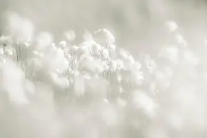 Sedge: Cottongrass (Eriophorum) meadow, Sellrain, Innsbruck