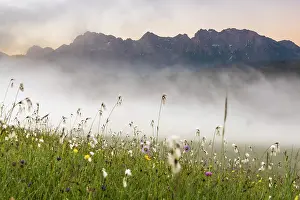 Karwendel: Cottongrass (Eriophorum) in mountain meadow with