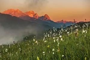 Eriophorum: Cottongrass (Eriophorum) in mountain meadow with