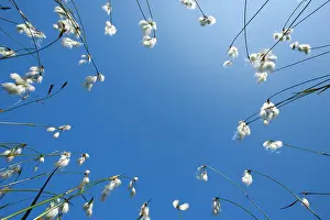 Sedge: Cottongrass (Eriophorum), Swiss mountains