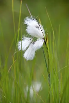 Eriophorum: Cottongrass plant