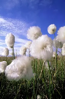 Eriophorum: Cottongrass sp. - a very typical plant in marshes of tundra