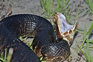 Moccasin: Cottonmouth