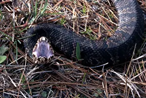 Moccasin: Cottonmouth