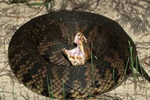 Vipers: Cottonmouth