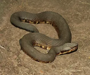 Oklahoma: Cottonmouth (Agkistrodon piscivorus)