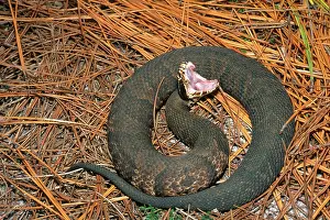Herps: Cottonmouth Gaping