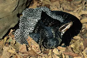 Moccasin: Cottonmouth Shedding