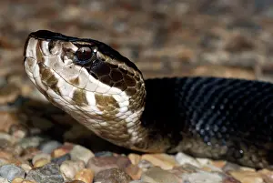Piscivorus: Cottonmouth Snake