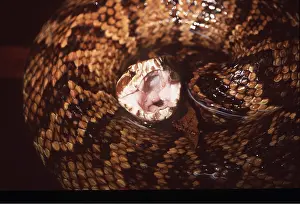 Defensive: COTTONMOUTH SNAKE - Defensive display, close up