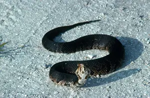 Slithering: Cottonmouth Threat Display