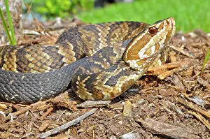 Moccasin: Cottonmouth, or Water Moccasin