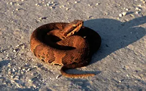 Moccasin: Cottonmouth Water Moccasin