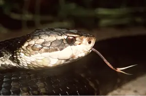 Moccasin: COTTONMOUTH / WATER MOCCASIN SNAKE - C/U head & tongue