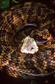Defensive: Cottonmouth Water Moccasin SNAKE - defensive display