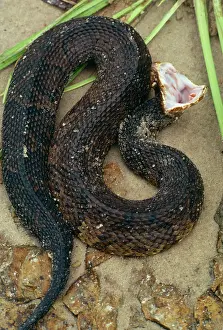 Feigning: Cottonmouth / Water Moccasin Snake - Feigning death