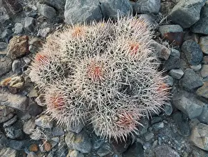 Echinocactus: Cottontop Barrel Cactus