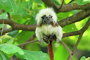 Tamarins: Cottontop Tamarin / PinchA Tamarin